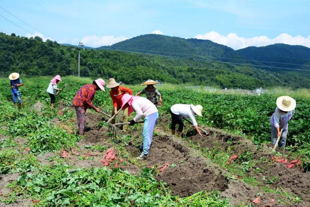 南方夏秋薯收.jpg