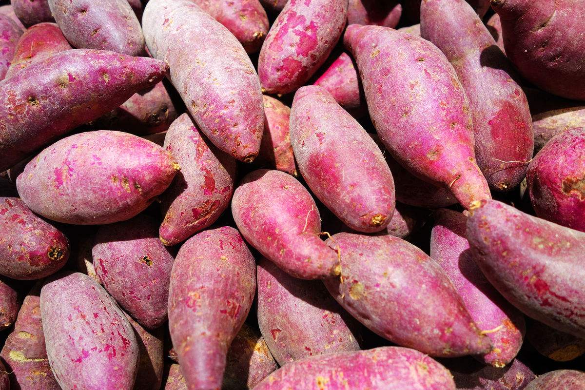 除了性能、產(chǎn)量和價(jià)格，選購淀粉設(shè)備還有這5點(diǎn)要注意！