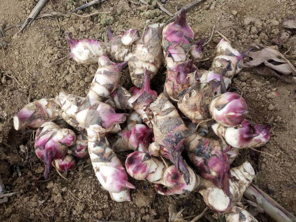 介紹一條芭蕉芋淀粉生產(chǎn)線