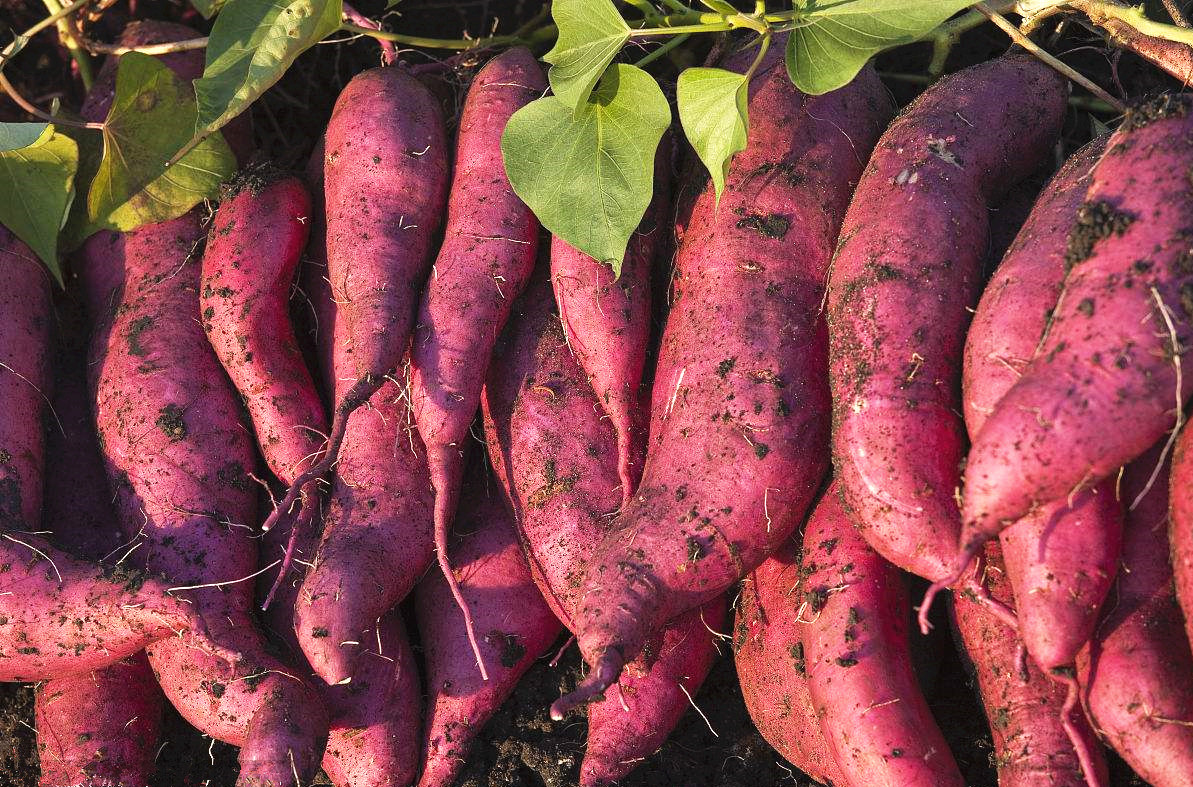 甘薯冬藏的佳選擇，薯農(nóng)也不知道的防爛窖訣竅！