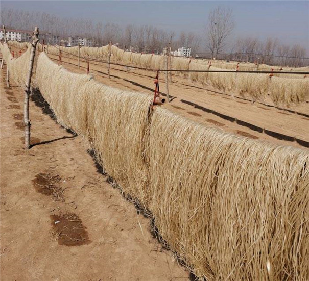  小成本紅薯粉條機加工不帶烘干，用這種干燥方法要注意哪些地方？