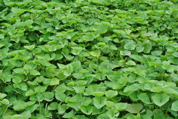 紅薯粉絲粉條加工產業發展中普遍存在的問題