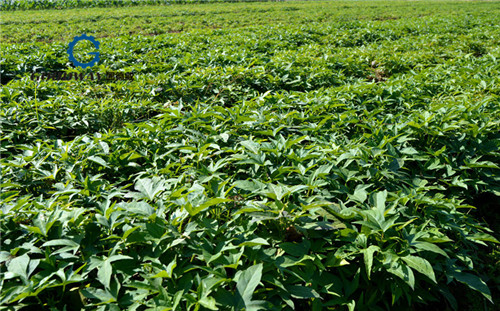 紅薯種植需求
