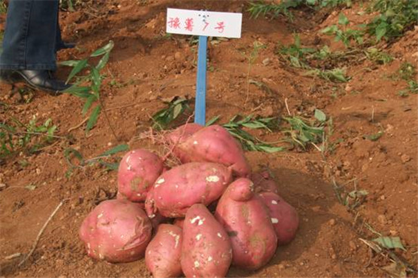 豫薯7號.jpg