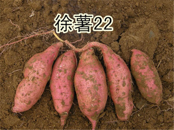徐薯22.jpg