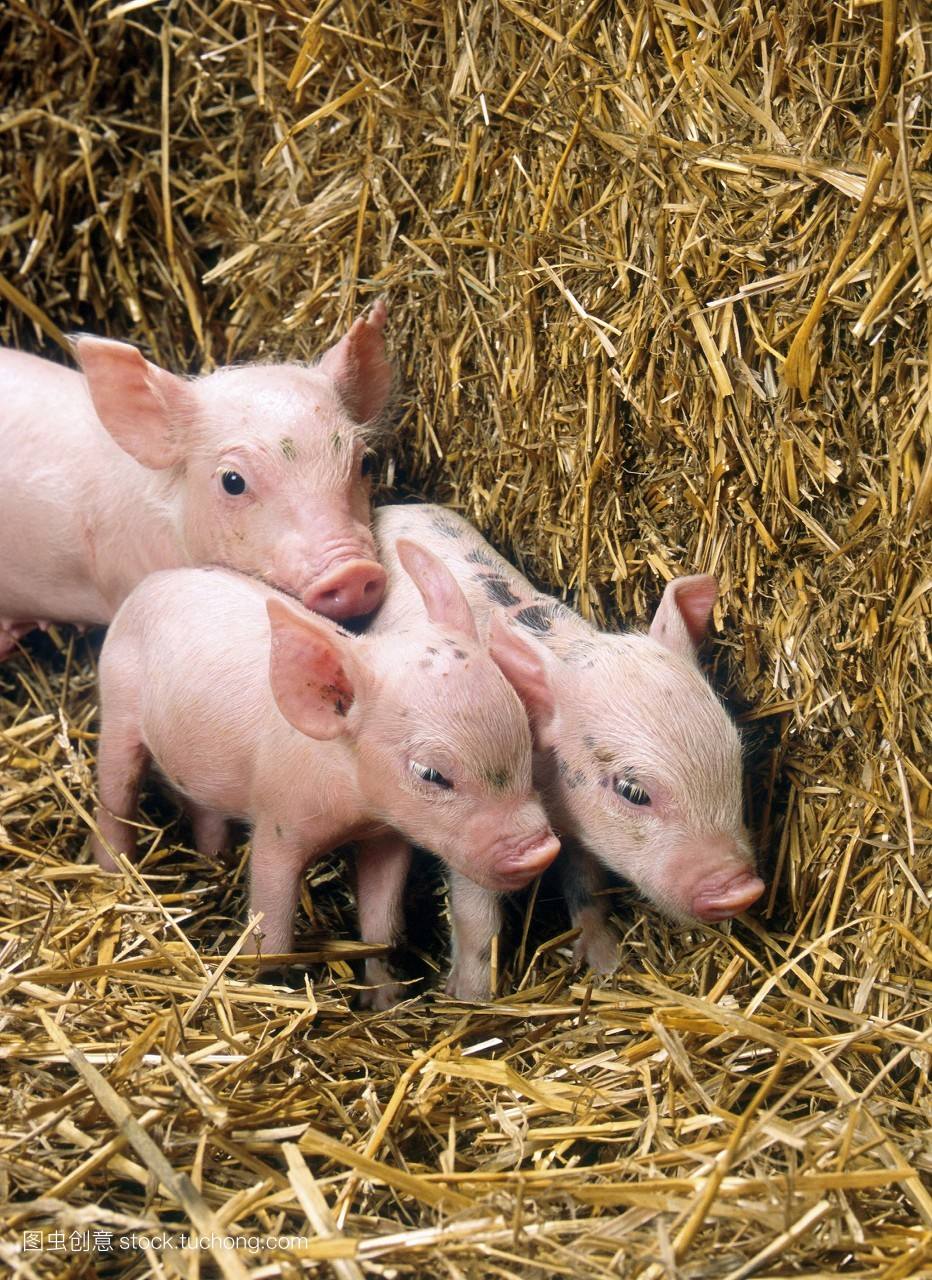 淀粉加工副產物的綜合利用 綠色環保再加工