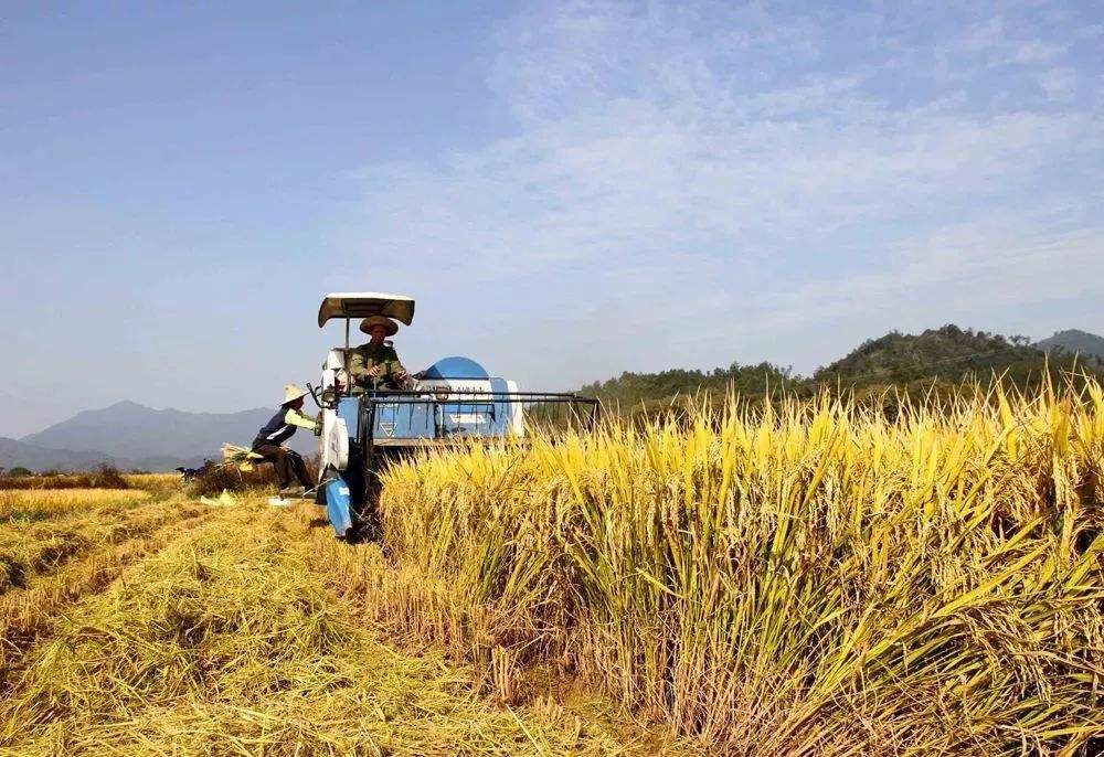 【紅薯淀粉加工業(yè)現(xiàn)狀分析】  紅薯淀粉的特性及其應(yīng)用