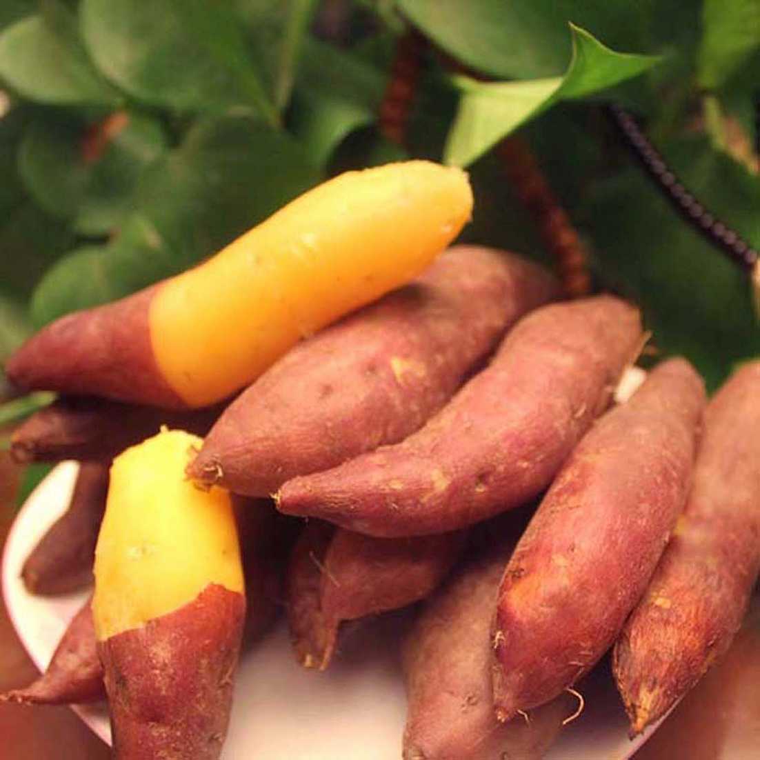 紅薯和它天生是&ldquo;仇敵&rdquo; 不要貪嘴同食 趕快告訴家人！